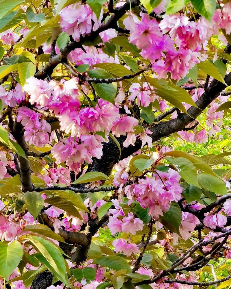 Ce semnificație are privitul florilor de cireș pentru cultura japoneză?