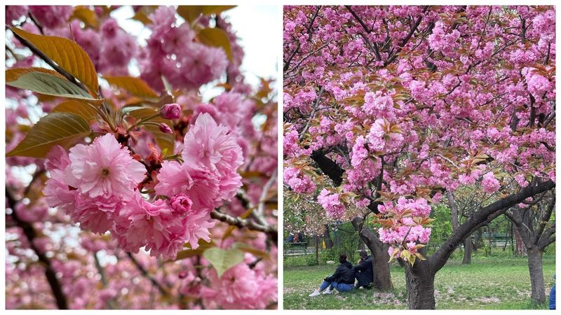 C&acirc;nd &icirc;nfloresc cireșii din Grădina Japoneză din Parcul Herăstrău?