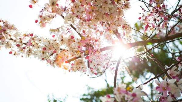 Vreme de vară în weekendul 6-7 aprilie 2024: Precizările făcute de meteorologi privind prognoza meteo