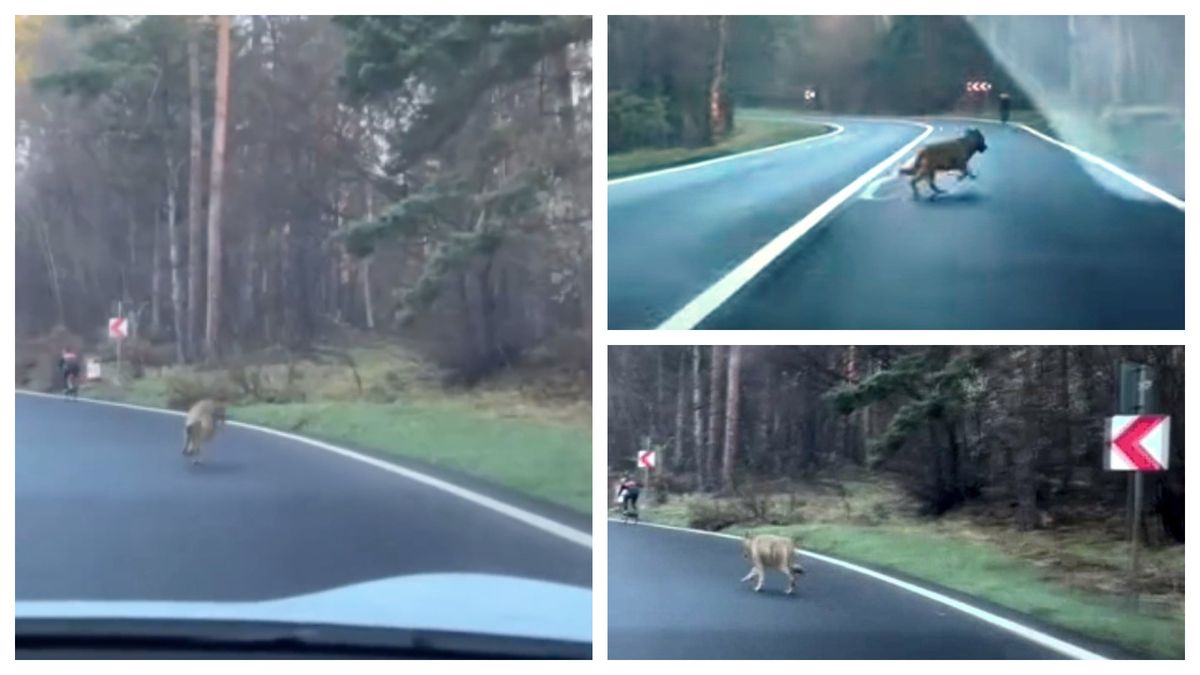 Biciclist urmărit de lup pe o șosea din România