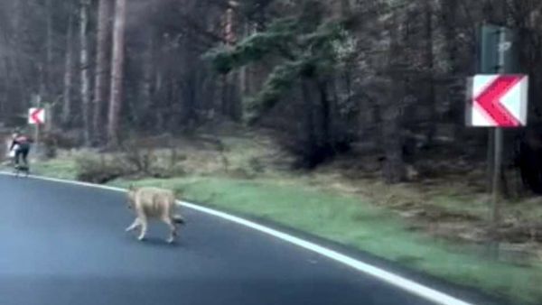 VIDEO. Momentul &icirc;n care un bărbat este urmărit de un lup, pe șoseaua care coboară din Poiana Brașov