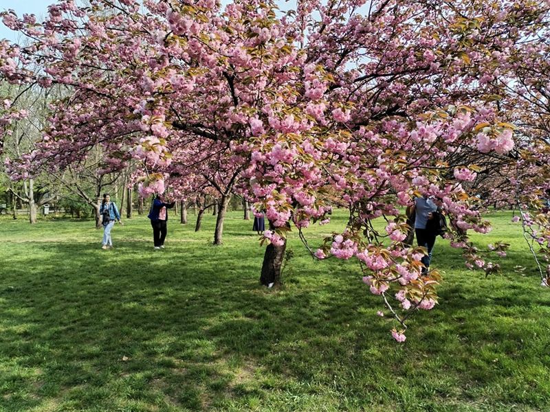 Festivalul florilor de cireș din Grădina Japoneză a ajuns la cea de-a 5-a ediție în 2024 