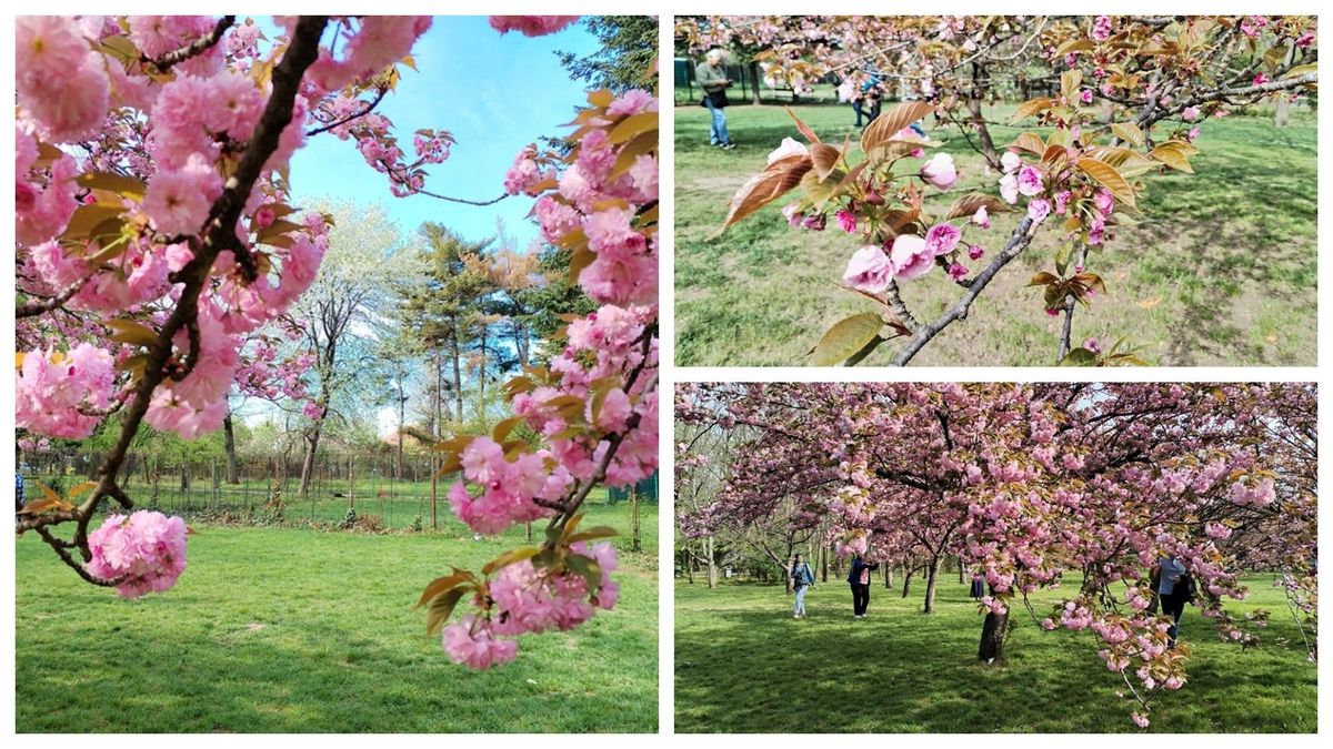 Festivalul florilor de cireș din Grădina Japoneză are loc în weekendul 13-14 aprilie 2024