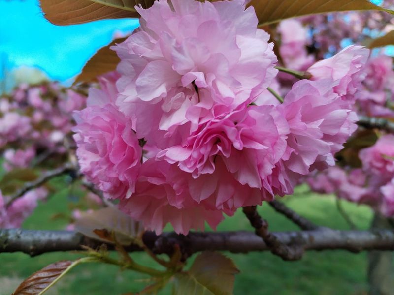 Ce ateliere se organizează Festivalul florilor de cireș din Grădina Japoneză?