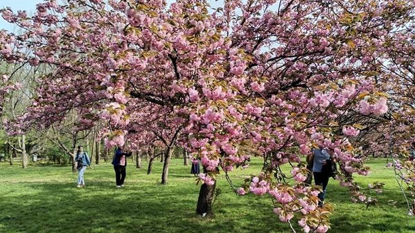 Festivalul florilor de cireș din Grădina Japoneză (Parcul Herăstrău) are loc în weekendul 13-14 aprilie 2024. Ce ateliere se organizează