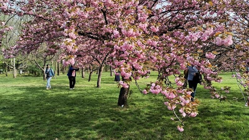 Festivalul florilor de cireș din Grădina Japoneză (Parcul Herăstrău) are loc &icirc;n weekendul 13-14 aprilie 2024. Ce ateliere se organizează
