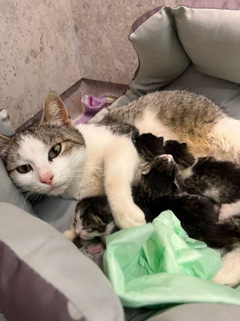 O pisică fără stăpân din Iaşi a mers singură la spital ca să îşi nască în siguranţă puii