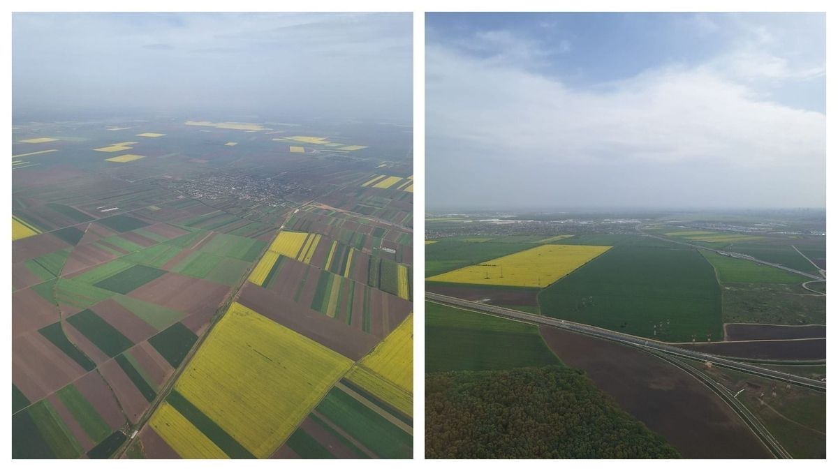 Au înflori lanurile de rapiță din jurul Bucureștiului!