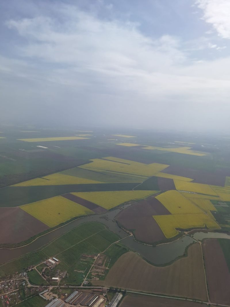 Au înflori lanurile de rapiță din jurul Bucureștiului!