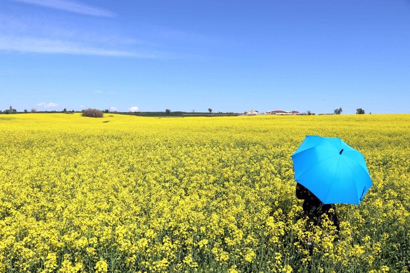 Lanurile de rapiță, decorul perfect pentru o șediniță FOTO! 