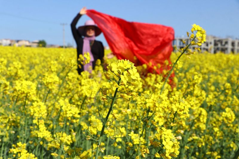 Lanurile de rapiță, decorul perfect pentru o șediniță FOTO! 