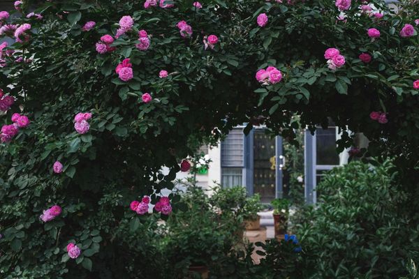 Cum să transformi o mică curte &icirc;ntr-un eden floral: sfaturi de planificare și &icirc;ngrijire