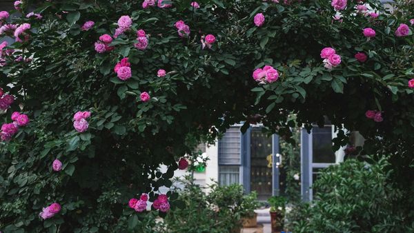 Cum să transformi o mică curte într-un eden floral: sfaturi de planificare și îngrijire