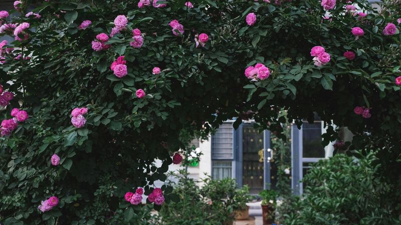 Cum să transformi o mică curte &icirc;ntr-un eden floral: sfaturi de planificare și &icirc;ngrijire