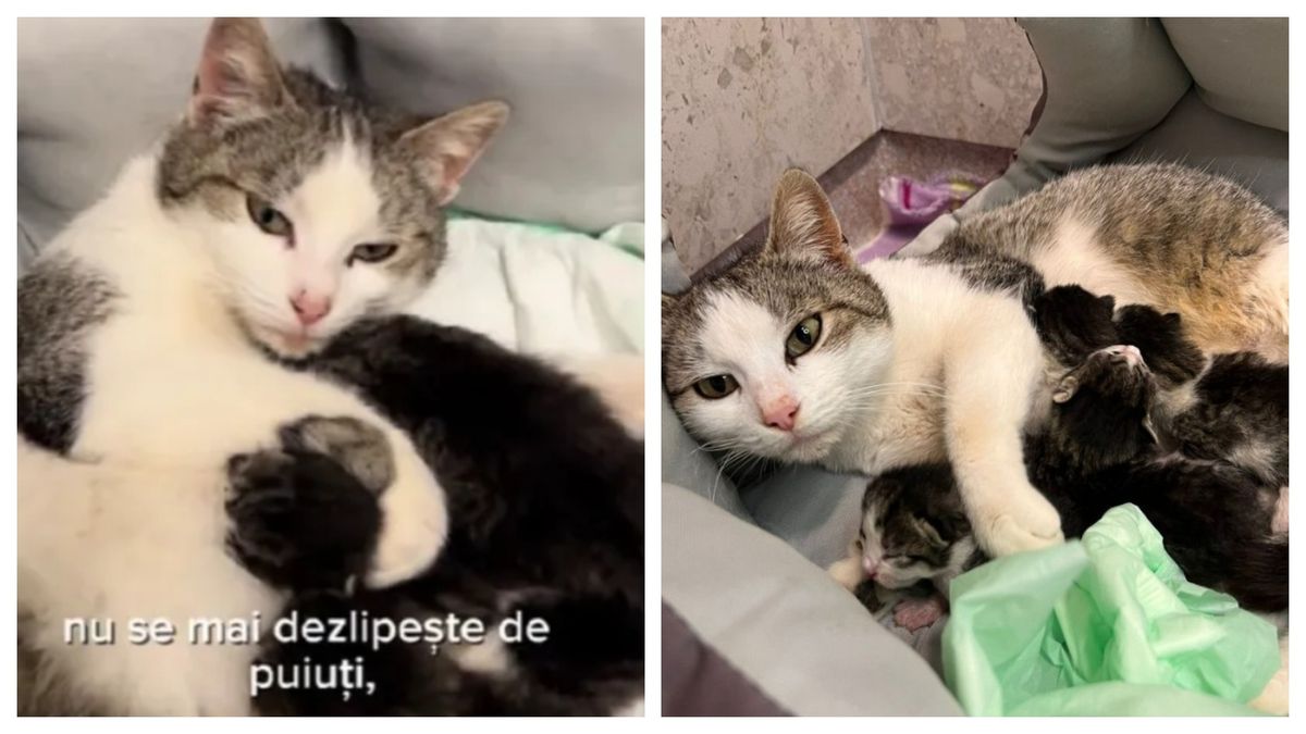 . Anunțul făcut de medicul veterniar despre pisicuța care a venit singură la clinică să își nască puișorii