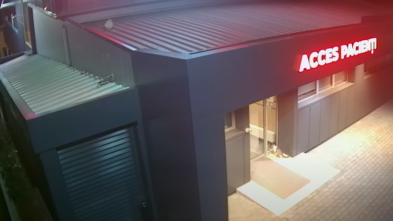 Pisica a mers singură la spital să își nască puișorii