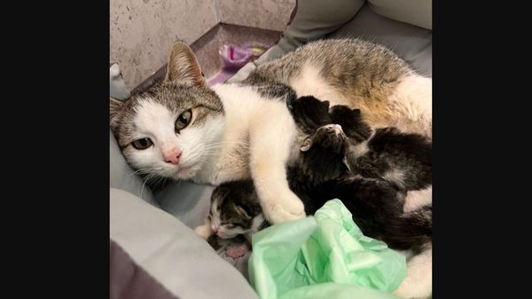 "Ne uimește cu răbdarea ei". Anunțul făcut de medicul veterinar despre pisicuța care a venit singură la clinică să &icirc;și nască puișorii