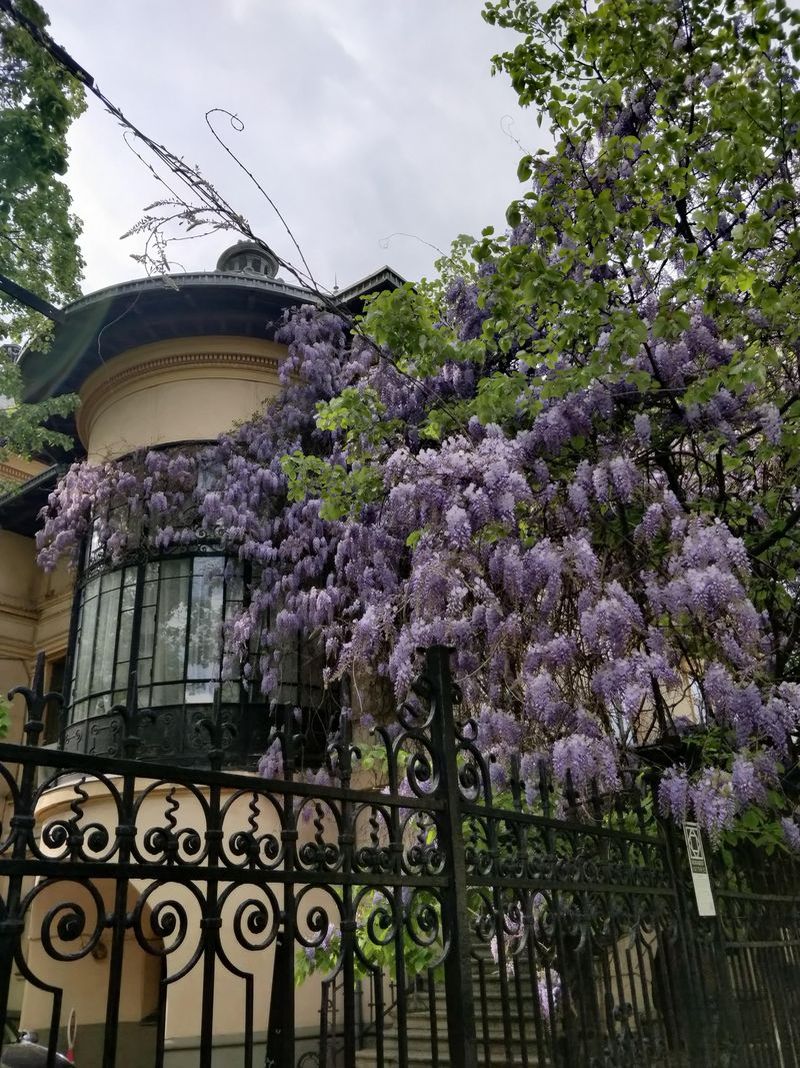 Locuri în care poți vedea cele mai frumoase glicine