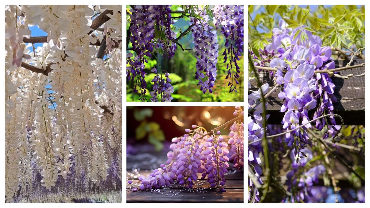 Locuri în care poți vedea cele mai frumoase glicine