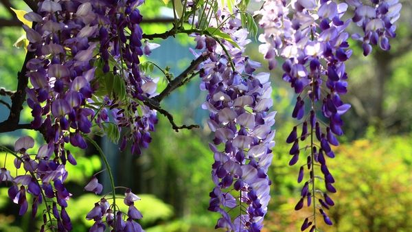 Locuri în care poți vedea cele mai frumoase glicine