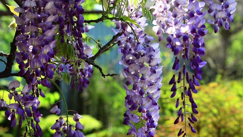 Locuri &icirc;n care poți vedea cele mai frumoase glicine