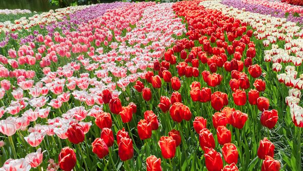 Tradiții pentru Duminica Floriilor &icirc;n 2024: Ce se măn&acirc;ncă &icirc;n această zi sf&acirc;ntă?