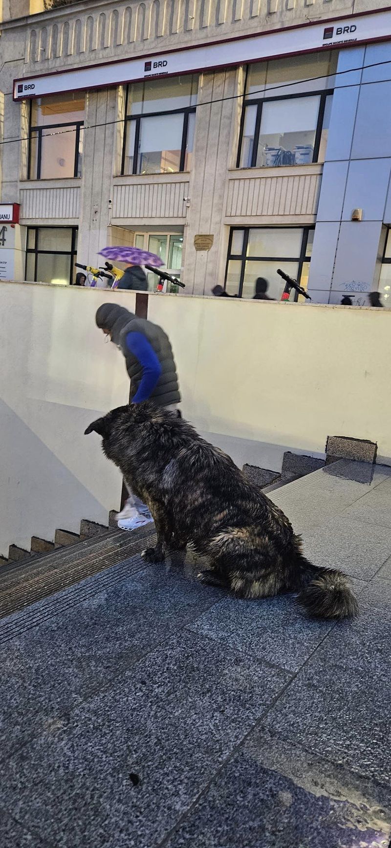 Cățelul a fost găsit de către stăpân