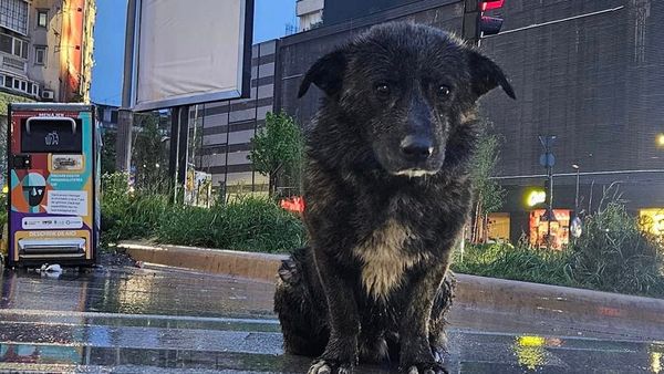 Povestea emoționantă a câțelului care își aștepta stăpânul în ploaie la stația de metrou Unirii