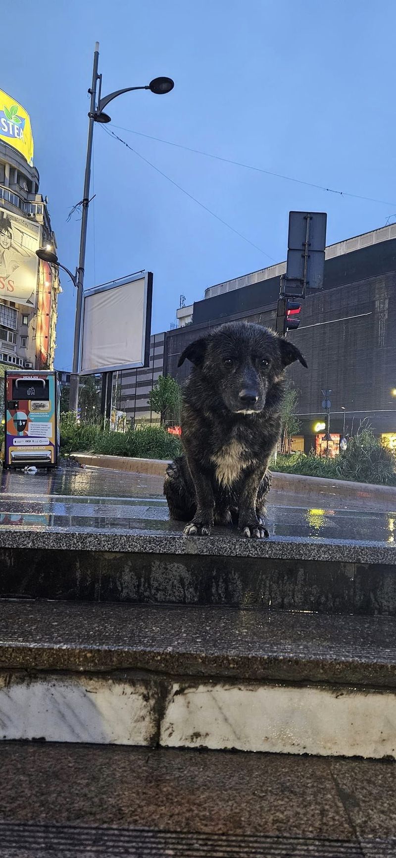 Animalul și-a așteptat stăpânul în ploaie