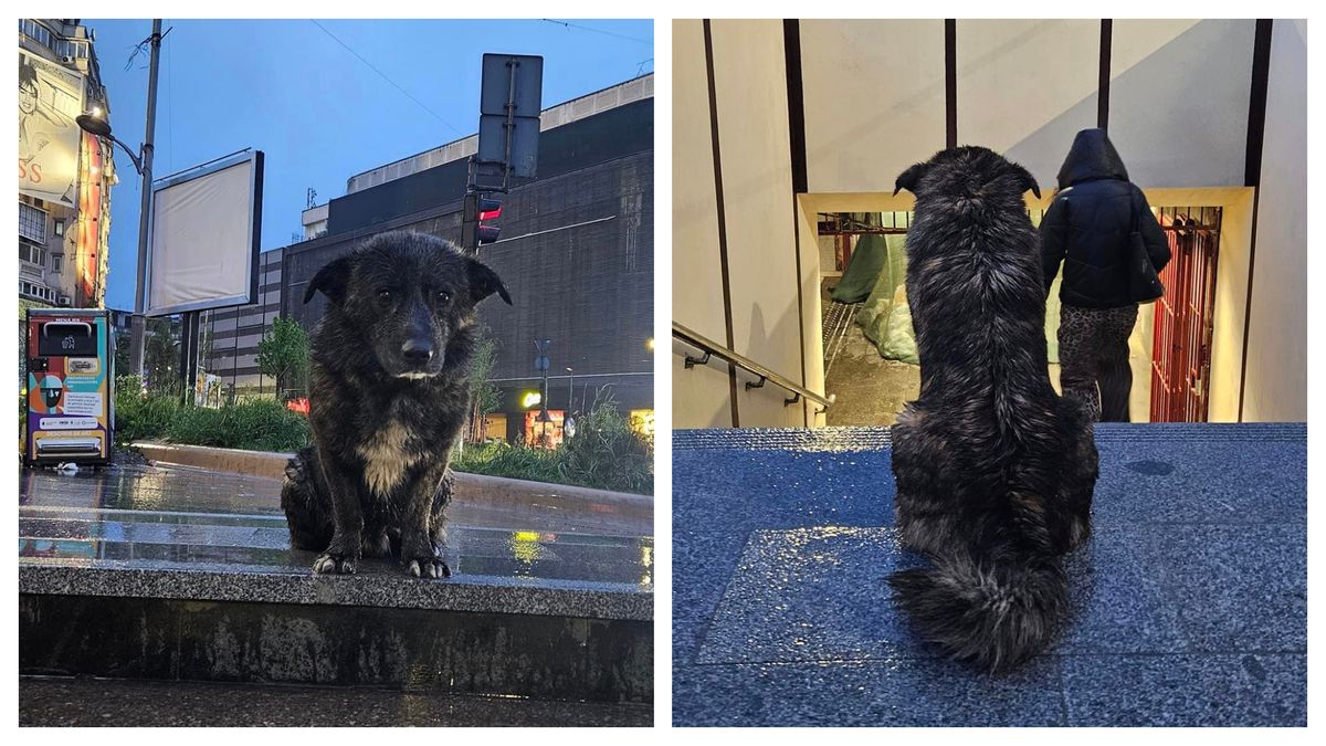 Un cățel și-a așteptat ore întregi stăpânul la metrou