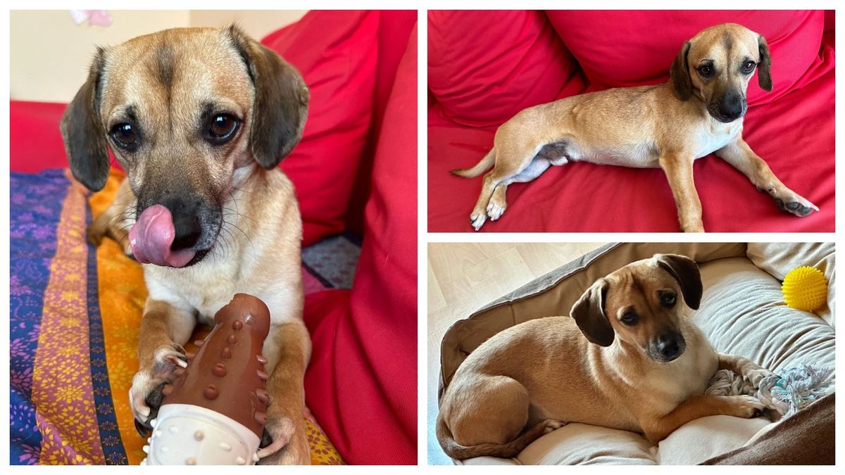 Stăpânii lui Patrocle, cățelul pierdut pe care îl caută tot Bucureștiul, măresc recompensa