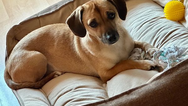 Stăpânii lui Patrocle, cățelul pierdut pe care îl caută tot Bucureștiul, măresc recompensa: „Nu ne oprim până nu aflăm unde este și ce s-a întâmplat cu el”