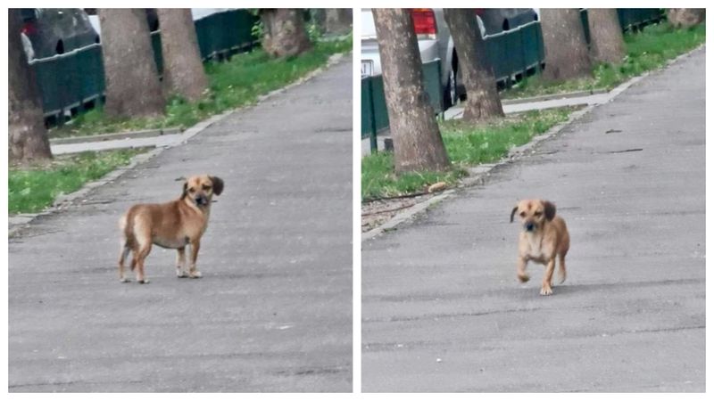 Unde a fost văzut Patrocle ultima dată?