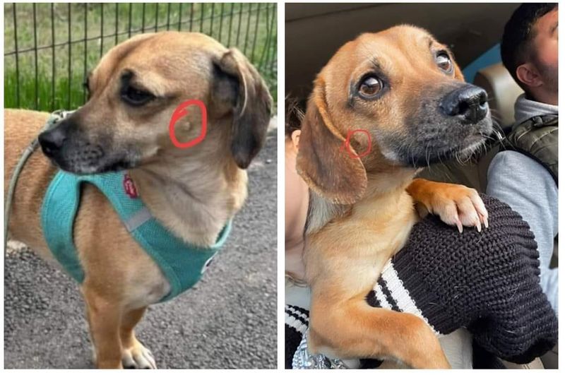 Stăpânii lui Patrocle măresc recompensa pentru cei care îl găsesc