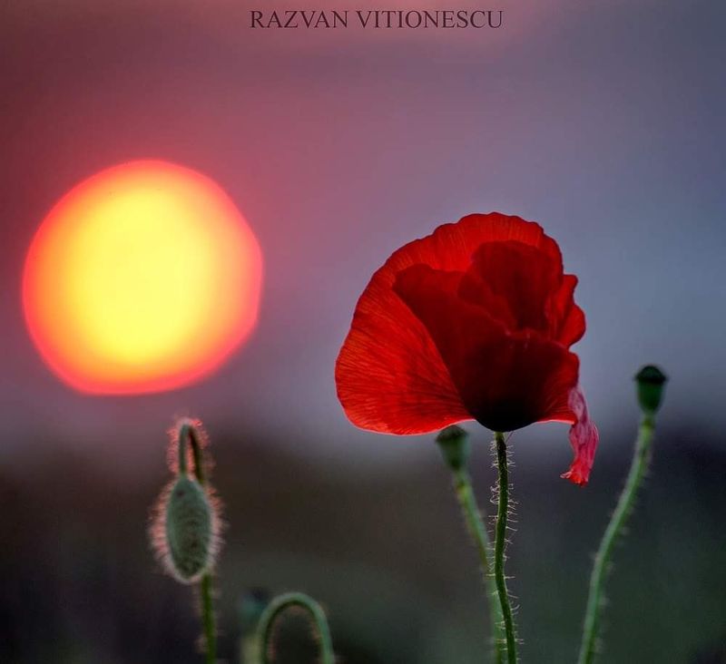 Apariția macilor au creat un tablou de poveste