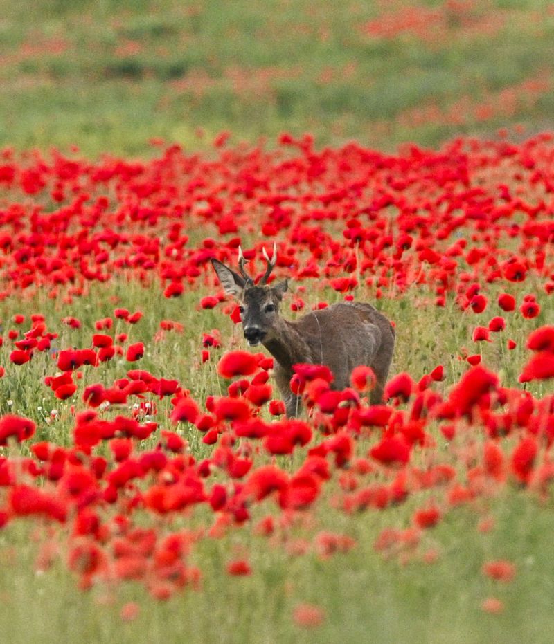 Cum a reușit să se apropie de un căprior