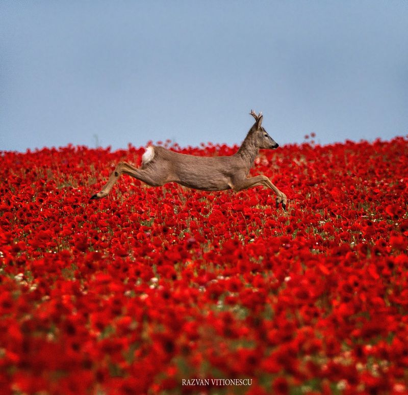 Imagine parcă despinsă dintr-o poveste