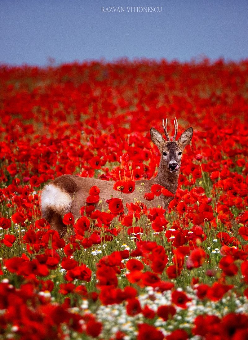 Căpriorul în lanul de mac a cucerit inimile internauților