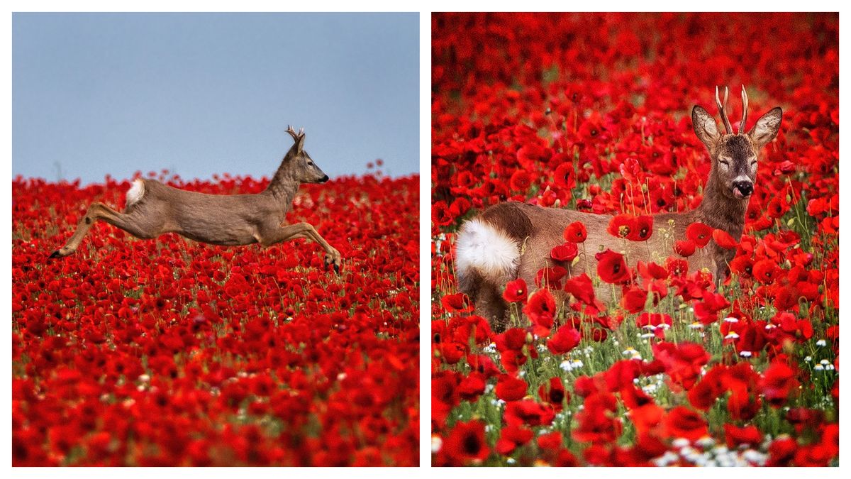 Imaginile cu căpriorul în lanul de mac au devenit imediat virale