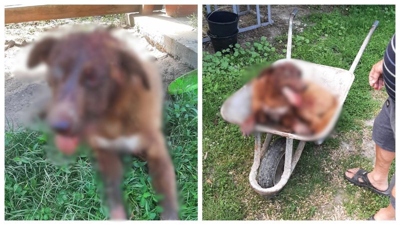 Cruzime fără margini &icirc;ntr-o comună din județul Olt! Un c&acirc;ine a ajuns &icirc;n stare critică după ce a fost bătut cu bestialitate de stăp&acirc;nul său