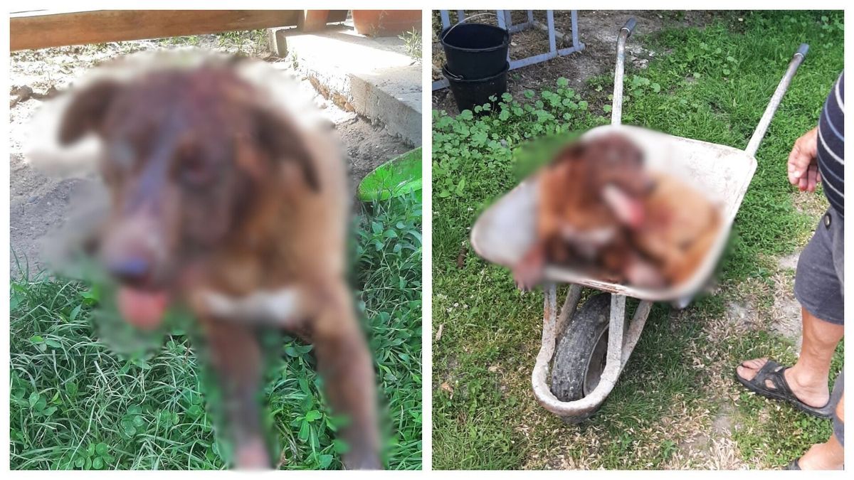Un câine a ajuns în stare critică după ce a fost bătut cu bestialitate de stăpânul său