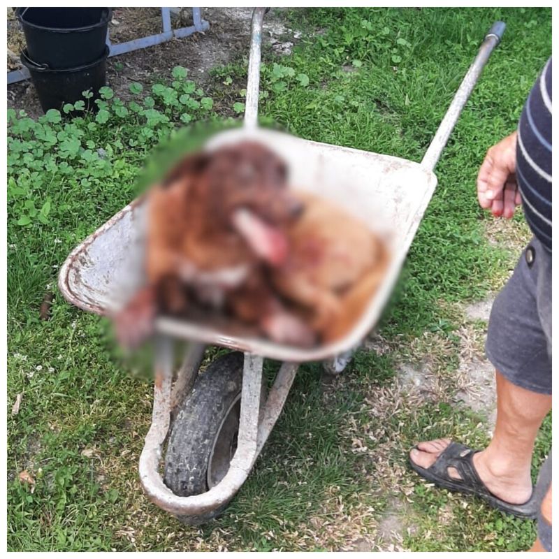 Imagini șocante cu un câine bătut cu bestialitate de către stăpânul său au făcut înconjurul rețelelor sociale