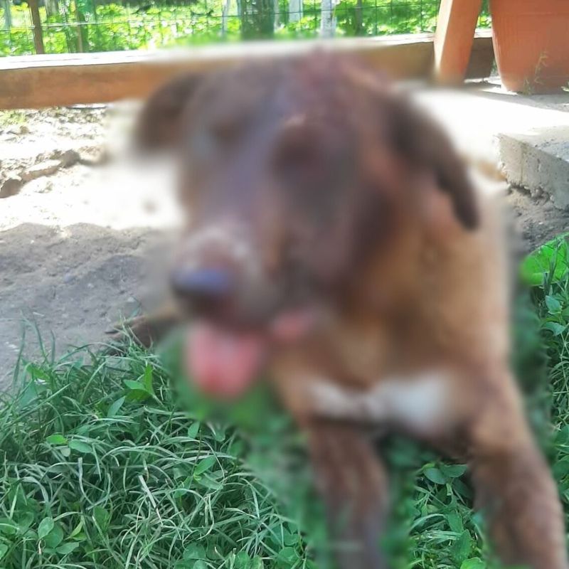 Un tânăr de 20 de ani este cercetat pentru rănirea cu intenție a animalelor