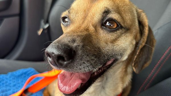 Final fericit pentru Patrocle! Cățelul dispărut în București este în drum spre casă, după patru luni de căutări: „Cam peste 8-9 ore o să se plângă”