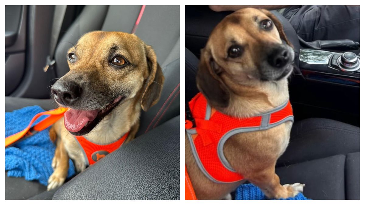 Patrocle, cățelul căutat de mii de bucureșteni, a fost găsit și se întoarce acasă