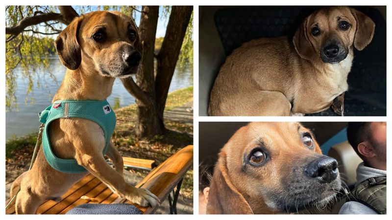 Căutările au luat sfârșit: Patrocle este în drum spre casă