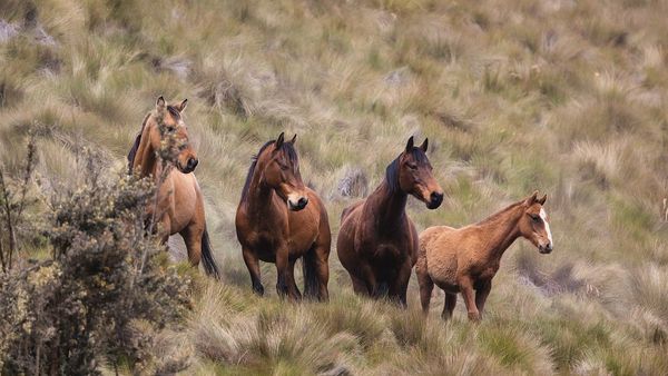 Paștele Cailor în 2024: Ce semnificație are această sărbătoare?