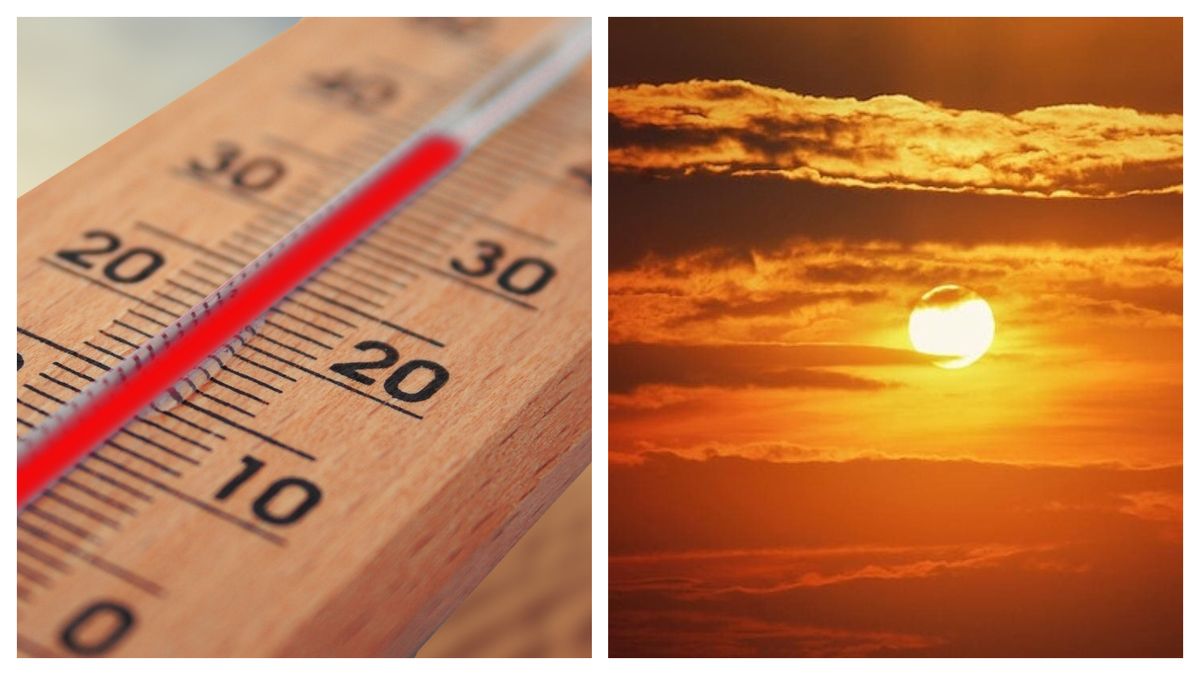 Cod galben de caniculă 