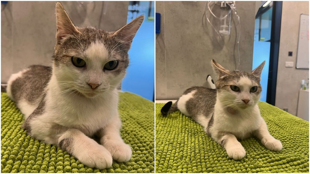 O pisică gestantă a mers singură la spital să nască