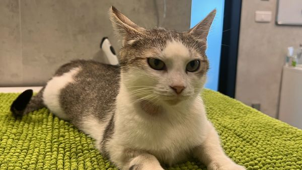 Ce se întâmplă cu pisica care a mers singură la spital să nască? Apelul făcut de medicul veterinar: "A iubit-o o țară întreagă și la final nu a mai vrut-o nimeni"